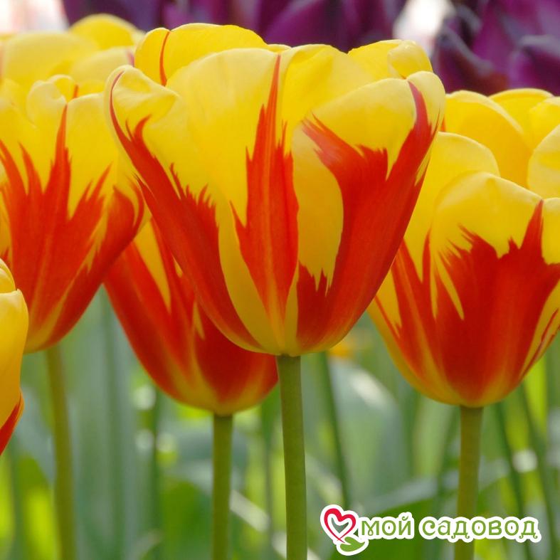 Тюльпан Триумф Холланд Куин