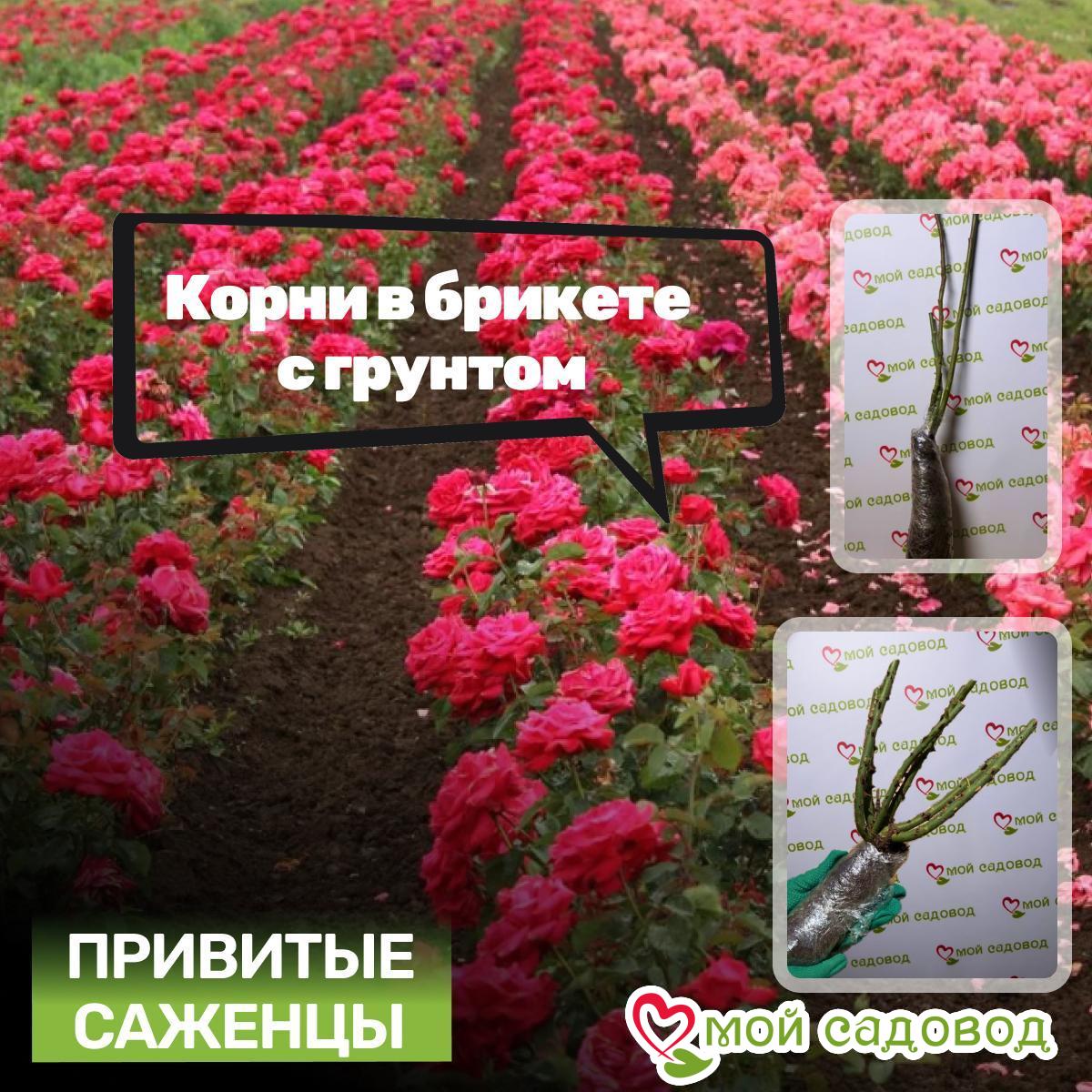 Роза чайно-гибридная Ванилла Силк
